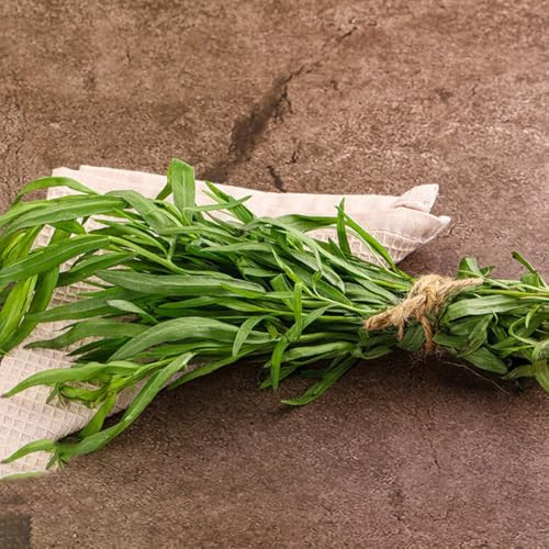semillas de estragón orgánico, culinarias, estragón cocina jardín balcón, interior, jardín el balcón para camas 75pcs