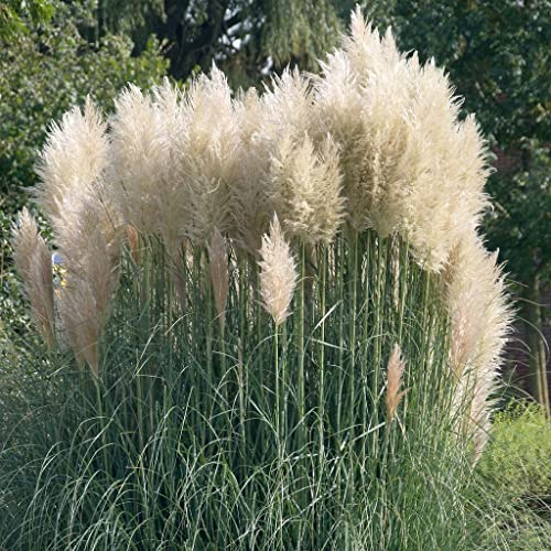 Bio Pampasgras 'Sunnigdale Silver' silber-weiß, Topf 5 Liter