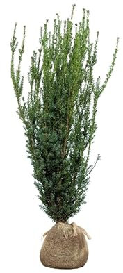 Eiben ‚Hillii‘ – Taxus media – Heckenpflanze – Auswahl der Höhe 60–200 cm – immergrün & robust – ideal für dichte Hecken und Sichtschutz (Variante 120-140cm)