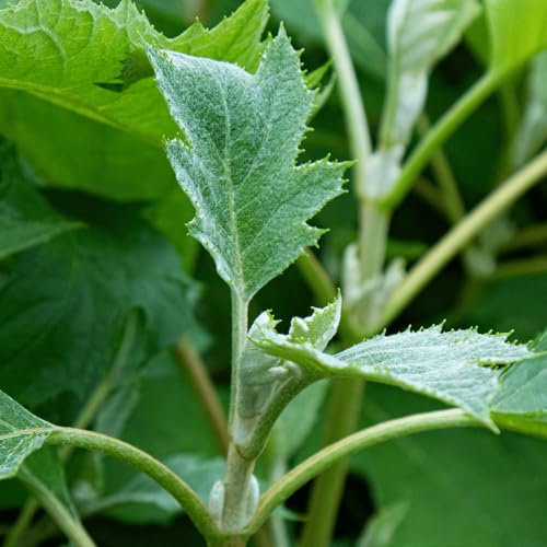 Plant in a Box - Ortensia - Hydrangea paniculata 'Ice Crystal' - Altezza 25-40cm - ⌀19cm