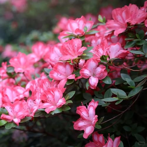 semillas de rododendro, para decorar la sala de estar interior azalea primavera en el balcón, cobertura del suelo, resistentes, 120pcs
