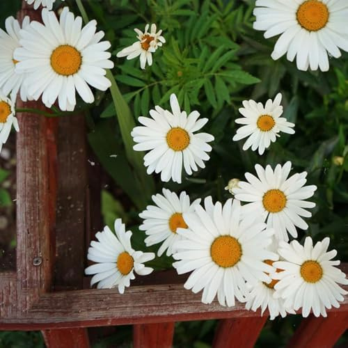 gänseblümchen - indoor garten hochbeet balkon blumenwiese gänseblümchen pflanzensamen wildblumensamen blumensamen schnittblumen garten pflanztopf stauden 350samen