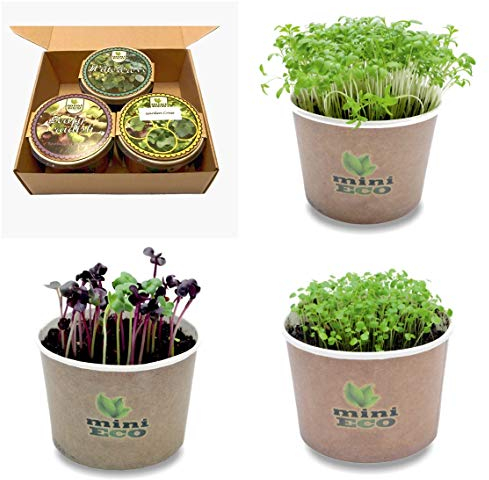 MiniEco Crescione da Giardino Ravanello Frondoso et Crescione Micro Verdure Semi Per Germogli. Kit coltivazione Erbe Aromatiche Regalo Crescere Le Tue Erbe Fresche Sul Davanzale Germinali Piantina