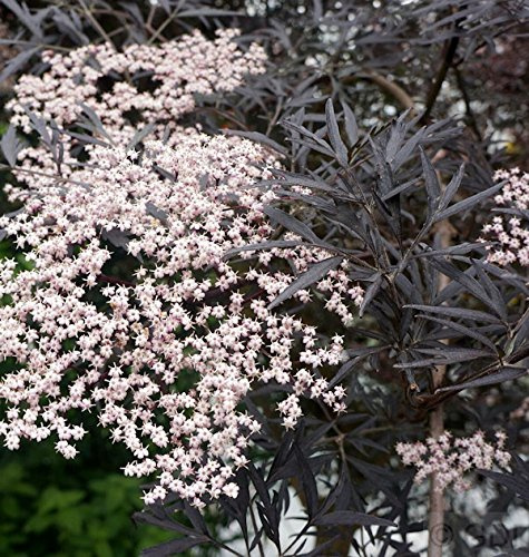 Hochstamm Schwarzer Holunder Black Lace® 100-125cm - Sambucus nigra - lebende Gartenpflanze aus den Baumschulen