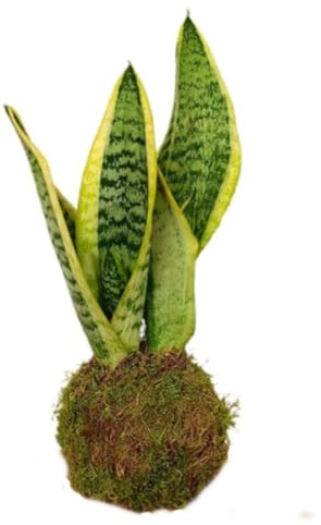 Planta natural Kokedama de Sansevieria, 15 cm. Planta en bola de musgo, decorativa y fácil de cuidar. Segura Garden.
