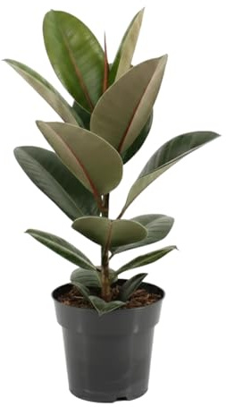 DECOALIVE Gomero Natural Ficus Elastica Robusta Maceta de 12 cm de Diámetro Altura 30 cm
