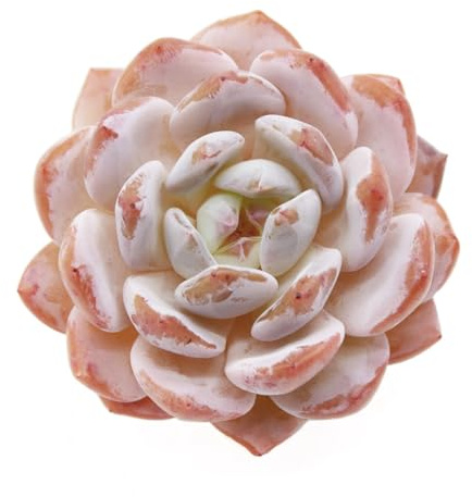 Echeveria Orange Monroe variegata pianta grassa da collezione rara coreana crassula coreana