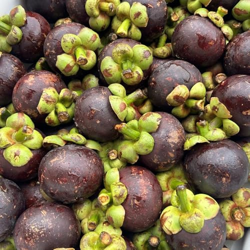 semi di mangostano, resistenti per il giardino giardino roccioso albero nani di semi mangostano, rari piantare 10pcs