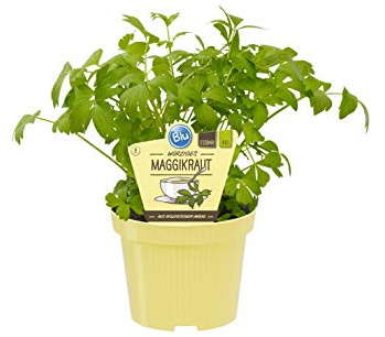 PIANTA DI LEVISTICO O SEDANO DI MONTAGNA SU VASO CM 14 IN CONFEZIONE DA DUE PIANTE