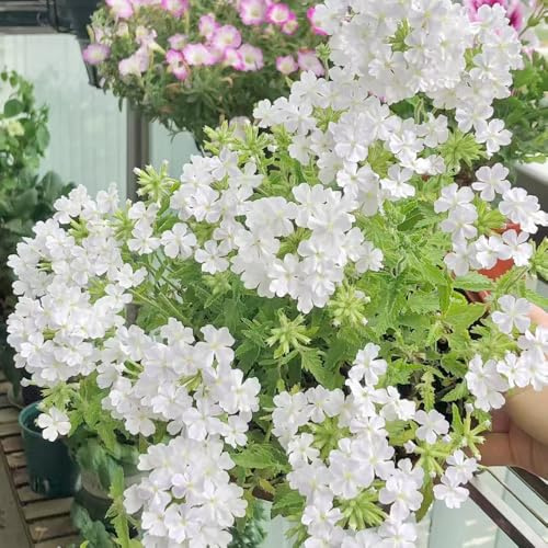Verbena Hybrida - semi di giardino resistenti vaso giardino balcone resistenti resistente 600pcs