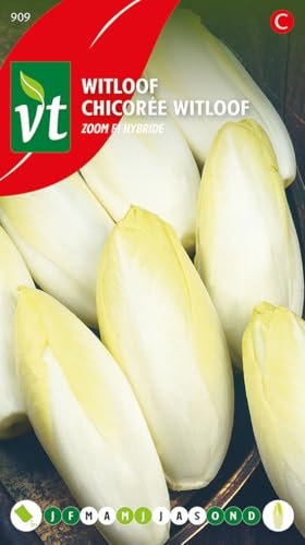 Witloof Chicory Zoom F1 Hybrid Seeds per gram - 4 g - Seeds per gram: 700