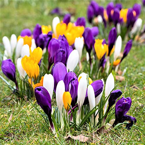 Blumenzwiebel Mix, Winterhart pflanzen, Mehrjährige Blumenzwiebel ist winterhart, Mysteriöse magische Glühbirne, Winterhart zwiebeln -3 Krokusse Zwiebeln Winterhart