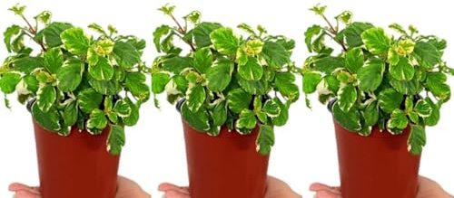 Pack de 3 plantas aromáticas de Incienso, 20-30 cm. Plectranthus coleoides. Planta natual aromática, colgante, con hojas verdes y bordes blancos o crema. Segura Garden.