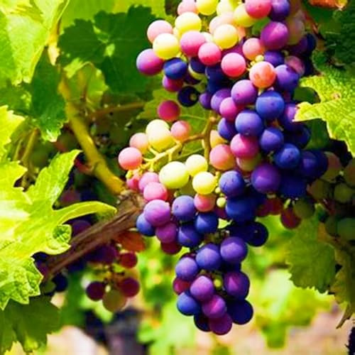 Seltene Tafel-Trauben Winterharte mehrjährige Weinreben Weinreben winterhart Einfach zu Pflegen-3zwiebeln-h