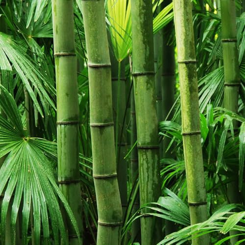 Giant Bamboo Seeds for Planting - 50+ Seeds - Grow Giant Bamboo, Privacy Screen, Good for Environment - Ships from Iowa