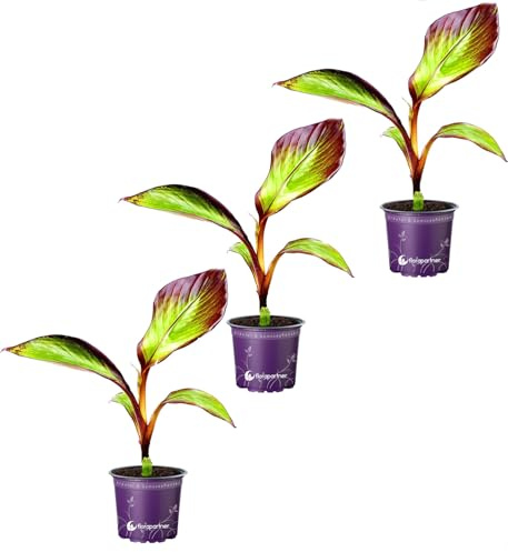 Ensete ventricosum Maurelli Rote Gartenbanane Pflanzen 3er Set