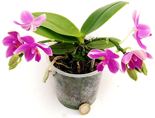 POWERS TO FLOWERS - ORCHIDEA PHALAENOPSIS PROFUMATA, LIODORO, LOVE POTION, Pianta Vera