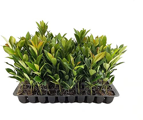 Japanese Blueberry | 40 Live Trees | Elaeocarpus Decipiens | Evergreen Privacy Screening Plant