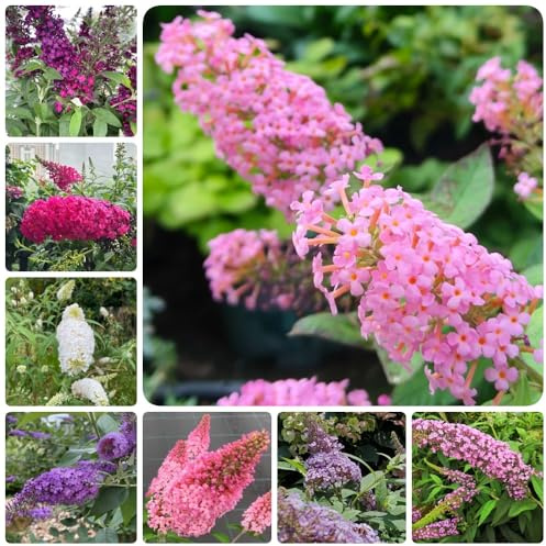 Semi di lillà farfalla, Buddleja lindleyana, balcone resistenti Buddleia, arbusti da resistenti, verdi, decorazioni di campo perenni 150pcs