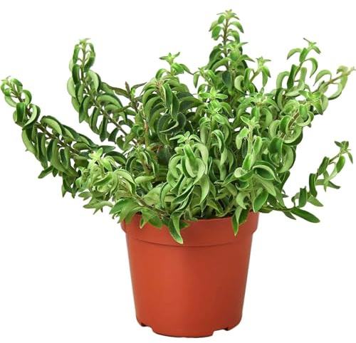 Curly Lipstick Plant! Live Plant for Indoor | Different Houseplants in 4'' & 6'' Pot | Real House Plant for Living Room, Office, Desk & Bathroom | Aeschynanthus radicans