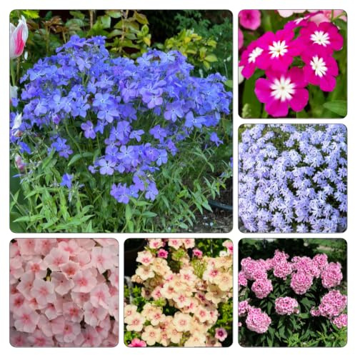 Phlox de alfombra - flox subulata de jardín decorativa 600semillas