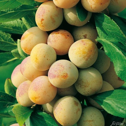 Mirabelle von Nancy Prunus domestica Mirabelle de Nancy Zwergmirabelle bis 400cm winterhart
