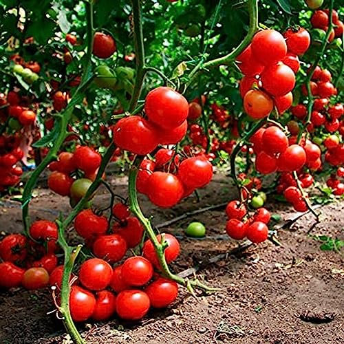 lamphle 20 Pz Cespuglio Nano Semi di Pomodoro Frutta Orto Giardino Pianta da Esterno per Interni Fiore Albero da Frutto Semi di Ortaggi Semi di Pomodoro