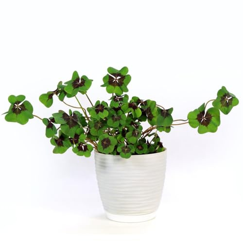 semi di foglie di trifoglio trifoglio fortunato, Fiori resistenti perenni, davanzale serra giardino interno, giardino fiorito Semi di fiori di prato, tappezzanti, perenni 100pcs