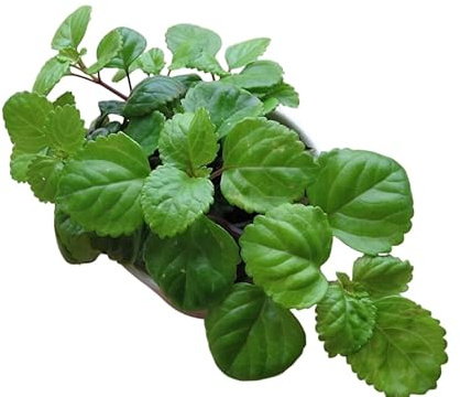 Planta del Dinero en Maceta Viva y Natural | Ideal para Decorar Hogares o Regalar Buena Suerte