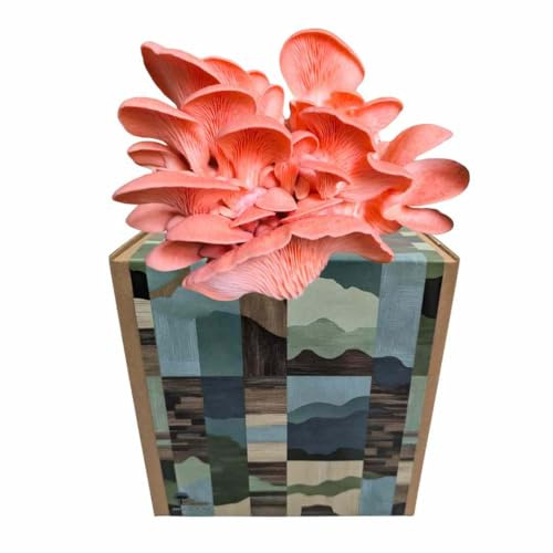 Myko Manufaktur Myko-Box Pilzzucht-Set – Rosenseitling – Grow Kit für zuhause – edle Designer-Boxen (Hügelmosaik)