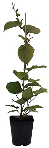 Tomuri männliche Kiwi - Actinidia chinensis Bestäuberpflanze für weibliche Kiwipflanzen 3 Liter Topfballen