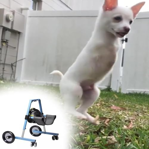 MIDUOLAI Hunderollstuhl FüR Die Vorderbeine Zur UnterstüTzung Kleiner, MittelgroßEr Und GroßEr Hunde, RollstüHle FüR Behinderte Hunde Einstellbare MobilitäTshilfen FüR Hunde,Blau,S