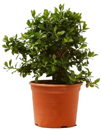 Verdecora Escalonia en maceta de 5L | Escallonia | Arbusto de Exterior con Hojas Brillantes y Flores Rosadas | Ideal para Setos, Bordes y Jardines
