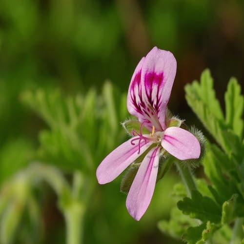 Nouvelles graines de fleurs de pélargonium fraîches 60 pièces