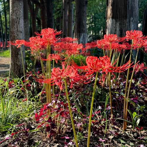 lirio araña, lirios araña, lycoris - de interior jardín lirio, Lycoris radiata Cultivar de jardín en un balcón primavera poco comunes, largo período 5bulbos