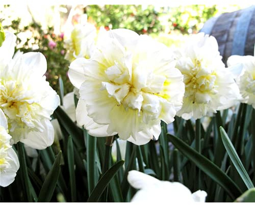 Edelnarzisse Ice King, Osterglocke, Prachtnarzisse, Narcissus, großblumig weiß gefüllt - im Topf 13 cm vorgetrieben, in Gärtnerqualität von Blumen Eber - 13 cm