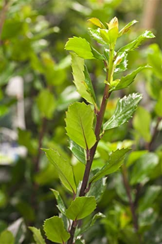Stechpalme 'Blue Prince' 150-175 cm Ballen Ilex meserveae Heckenpflanze