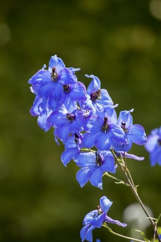 Delphinium x elatum 'Neptun' ca. 11x11 cm Topf - Rittersporn, blaue Blüten, Blütezeit Juni-August, ideal für Rabatten, bienenfreundlich, pflegeleicht