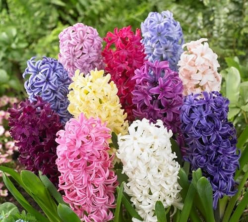 Graines de fleurs de jacinthe 100 pièces mélangées