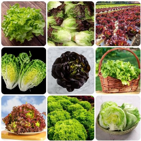 Semi di lattuga, antiche varietà di lattuga raccolgono 50pcs