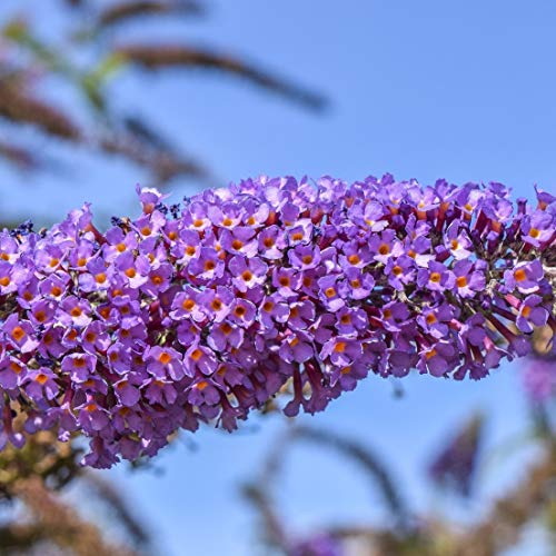 Sommerflieder Buddleja davidii Empire Blue violett-blau blühend schön duftend im 3 L Topf