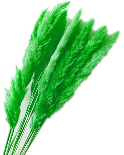 YIWOYI 15 Stück getrocknete Schilfrohrblumen-Arrangement natürliches Pampasgras Phragmites Communis Pflanzen Bouquet für moderne Heimdekoration (grün)