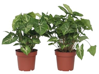 Plant in a Box - Syngonium 'Pixie' - Pfeilsplanze - 2er Set - Zimmerpflanzen - Topf 12cm - Höhe 25-40cm