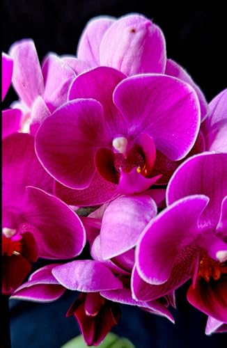 Pink Orchid Flower A5 Hardback Lined Glossy Notebook: Moth Orchid Notebook, Houseplant Gift, Indoor Plant Lover Stationery