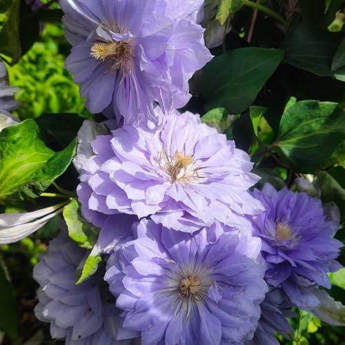 clematissamen - clematis florida - blumendeko alte sorten gastgeschenk seltene balkongewächshäuser gartenpflanzen gartendeko für draußen 200pcs