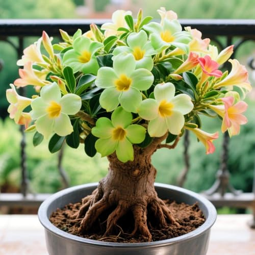 Mix Rosa del Deserto bulbi,piante Resistenti perenni,bulbi da fiore a fioritura,adatti per la semina immediata,Adenium Obesum, pianta vera(non artificiali)-1 bulbi-A