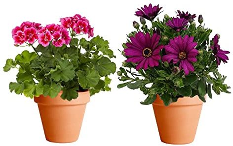 Plantas para Terraza: Geranio y Margarita con Maceta de Cerámica DECOALIVE Plantas con Flor Plantas Naturales