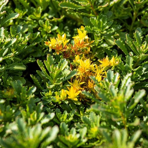 Fetthenne 'Weihenstephaner Gold', gelb, Topf 9x9 cm, 3 Pflanzen