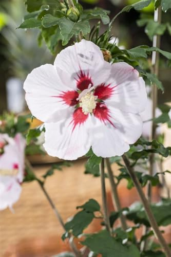 Hibiscus syriacus 'Helene' 40-60 cm – Winterhart, Mehrjährig, Pflegeleicht – Gartenhibiskus (Straucheibisch) – Heckenpflanze für Garten & Sichtschutz