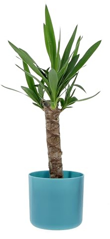 KENTIS - Yucca - Tronchetto della Felicità - Piante Vere Grasse Succulente da Interno - Pianta Ornamentale Resistente da Appartamento - H 50-60 cm Vaso Ø 14 cm
